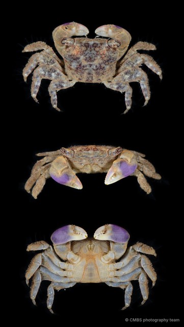 Nanosesarma sp. "cf. edamense" • © CMBS photography team • All Rights Reserved