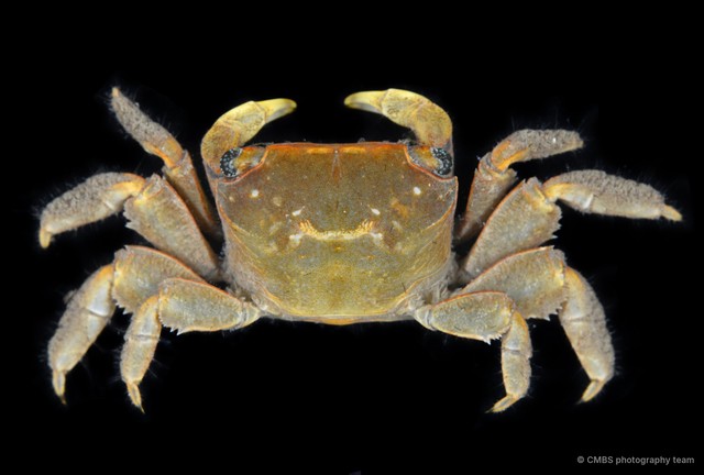Nanosesarma sp. "JS-2806" • © CMBS photography team • All Rights Reserved