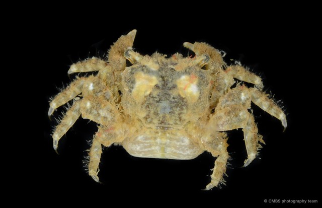 Nanosesarma sp. "SS-1096" • © CMBS photography team • All Rights Reserved