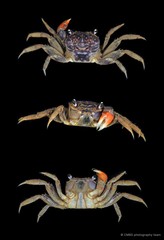 Neosarmatium sp. "JS-1798"