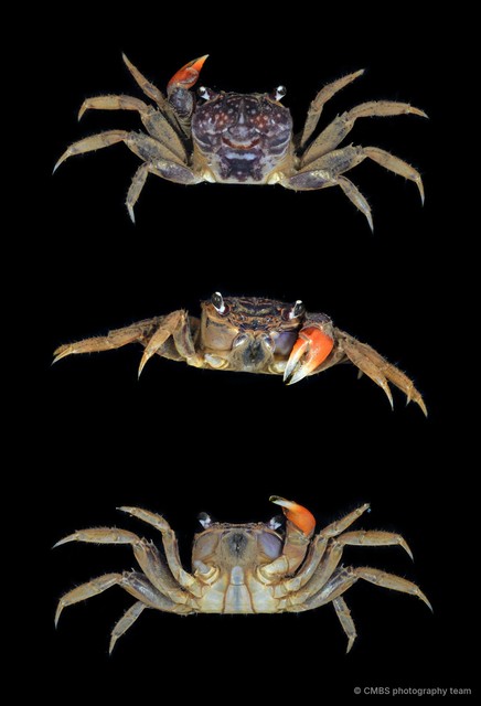 Neosarmatium sp. "JS-1798" • © CMBS photography team • All Rights Reserved