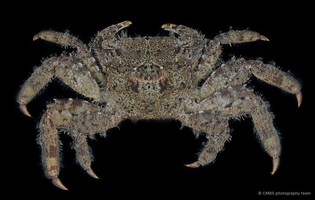 Neosesarma sp. "JS-0625" • © CMBS photography team • All Rights Reserved