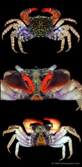 Parasesarma eumolpe • © CMBS photography team • All Rights Reserved