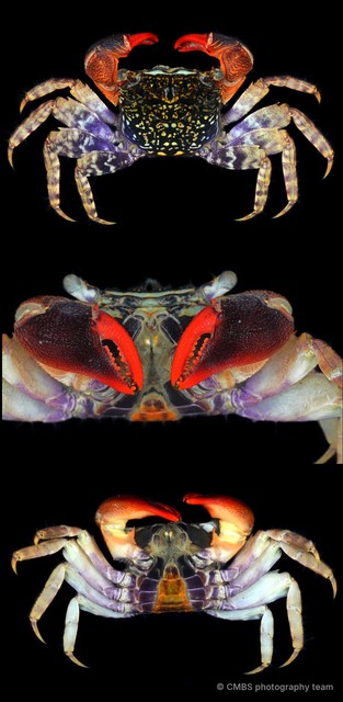 Parasesarma eumolpe • © CMBS photography team • All Rights Reserved