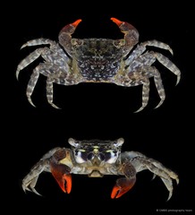 Parasesarma eumolpe • © CMBS photography team • All Rights Reserved