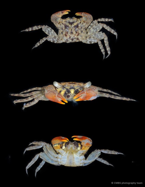 Parasesarma rutilimanum • © CMBS photography team • All Rights Reserved