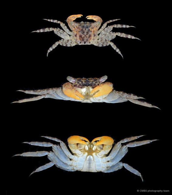 Perisesarma sp. "cf. lenzii" • © CMBS photography team • All Rights Reserved