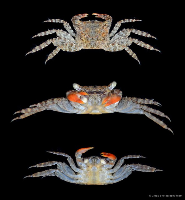 Perisesarma sp. "JS-0170" • © CMBS photography team • All Rights Reserved