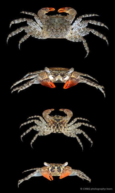Perisesarma sp. "JS-1796" • © CMBS photography team • All Rights Reserved