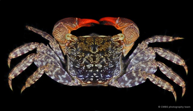 Perisesarma sp. "JS-2351" • © CMBS photography team • All Rights Reserved
