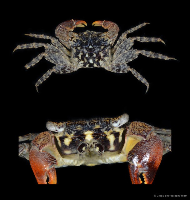Perisesarma sp. "JS-2354" • © CMBS photography team • All Rights Reserved