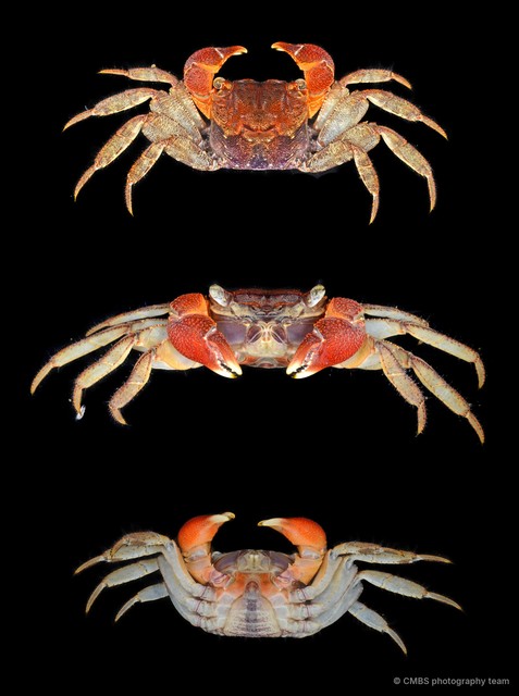 Pseudosesarma edwardsii • © CMBS photography team • All Rights Reserved