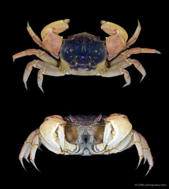 Sarmatium germaini