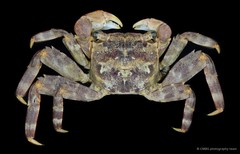 Selatium brockii • © CMBS photography team • All Rights Reserved