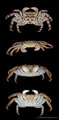 Selatium brockii • © CMBS photography team • All Rights Reserved