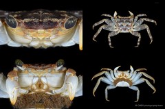 Selatium brockii • © CMBS photography team • All Rights Reserved