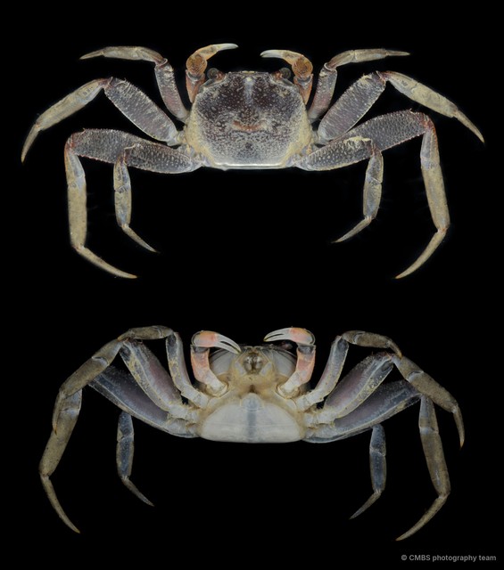 Sesarmoides sp. "JS-0388" • © CMBS photography team • All Rights Reserved