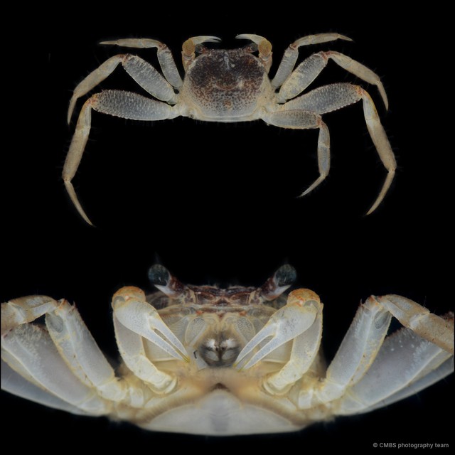 Sesarmoides sp. "JS-0389" • © CMBS photography team • All Rights Reserved