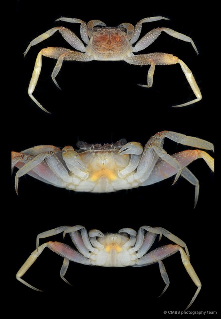 Sesarmoides sp. "JS-0390" • © CMBS photography team • All Rights Reserved