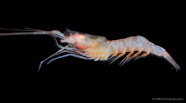 Solenocera sp. "JS-1430" • © CMBS photography team • All Rights Reserved