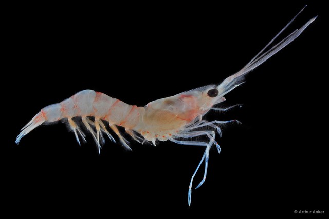 Solenocera sp. "JS-1659" • © Arthur Anker • All Rights Reserved
