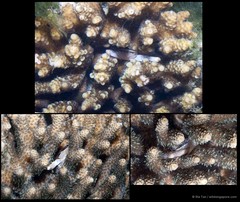 Tetralia nigrolineata • © Ria Tan • All Rights Reserved