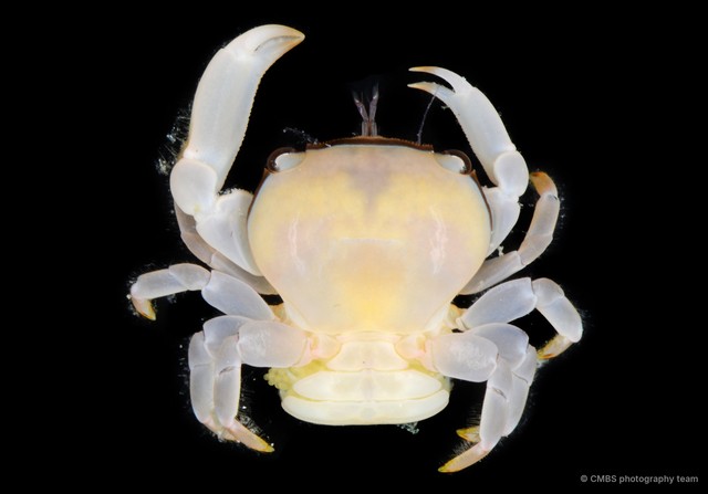 Tetralia nigrolineata • © CMBS photography team • All Rights Reserved