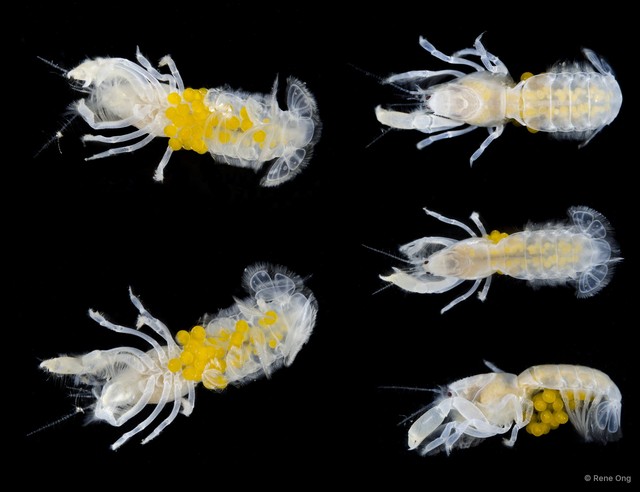 Upogebiidae sp. "4412TB1-008" • © Rene Ong • All Rights Reserved