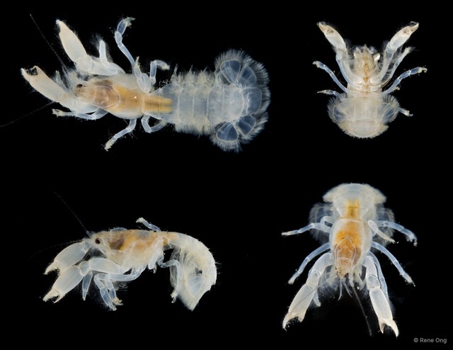 Upogebiidae sp. "5414DR2-071" • © Rene Ong • All Rights Reserved