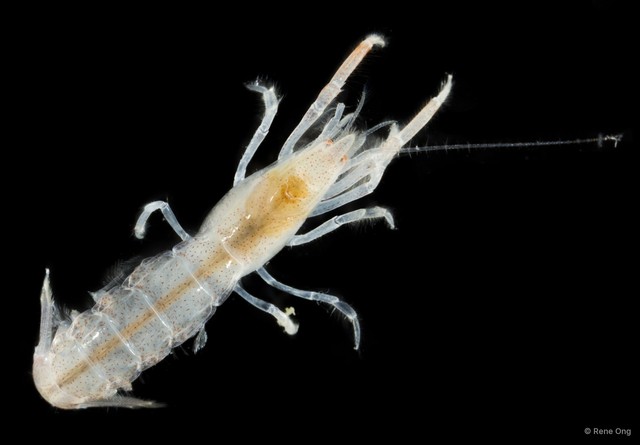 Neogebicula johorensis • © Rene Ong • All Rights Reserved