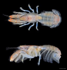 Upogebia ancylodactyla • © Arthur Anker • All Rights Reserved
