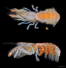 Upogebia ancylodactyla • © Arthur Anker • All Rights Reserved