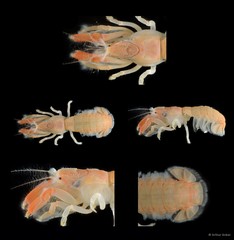 Upogebia ancylodactyla • © Arthur Anker • All Rights Reserved
