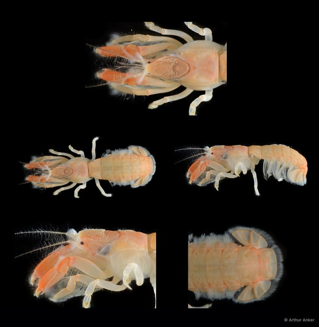 Upogebia ancylodactyla