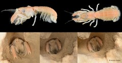 Upogebia ancylodactyla • © Arthur Anker • All Rights Reserved