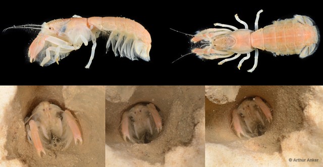 Upogebia ancylodactyla