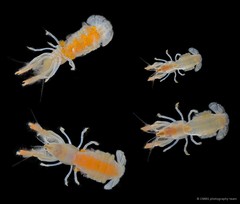 Upogebia ancylodactyla • © CMBS photography team • All Rights Reserved