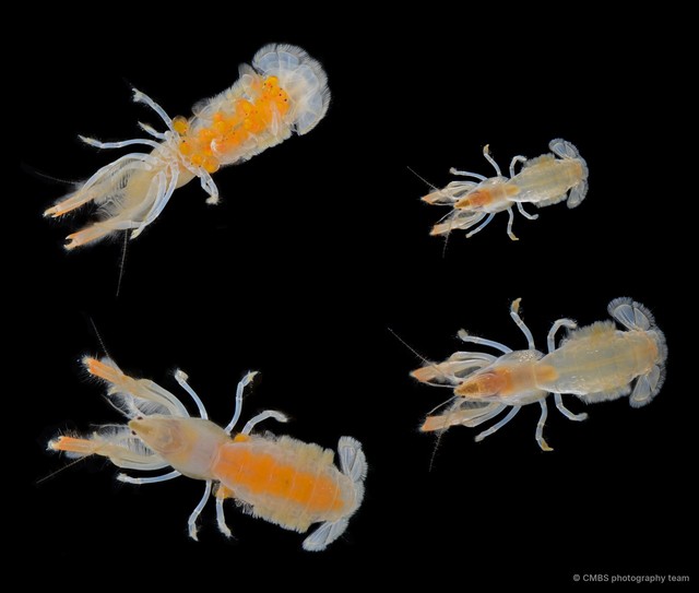 Upogebia ancylodactyla • © CMBS photography team • All Rights Reserved