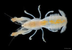 Upogebia ancylodactyla • © Arthur Anker • All Rights Reserved