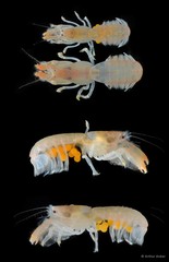 Upogebia ancylodactyla • © Arthur Anker • All Rights Reserved