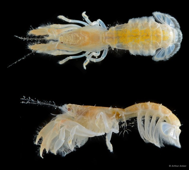 Upogebia ancylodactyla