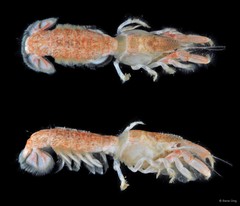 Upogebia carinicauda • © Rene Ong • All Rights Reserved