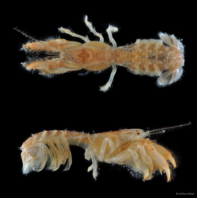 Upogebia carinicauda