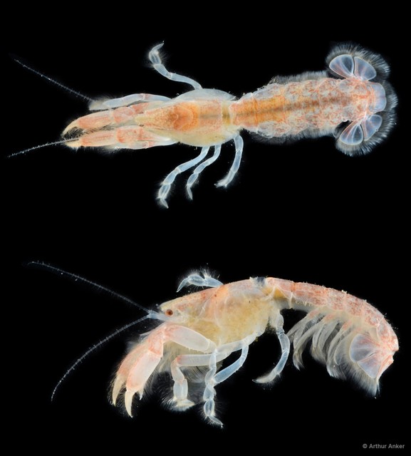 Upogebia carinicauda • © Arthur Anker • All Rights Reserved
