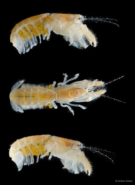 Upogebia carinicauda