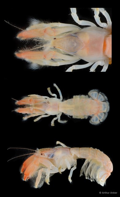 Upogebia darwinii
