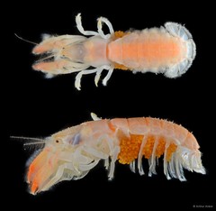 Upogebia darwinii • © Arthur Anker • All Rights Reserved