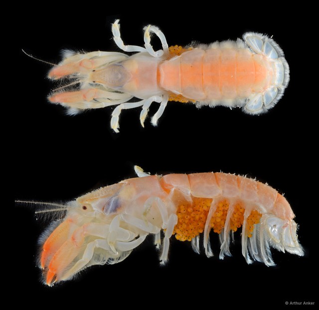 Upogebia darwinii