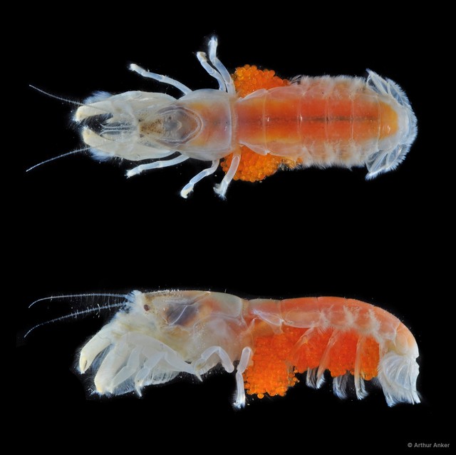 Upogebia darwinii