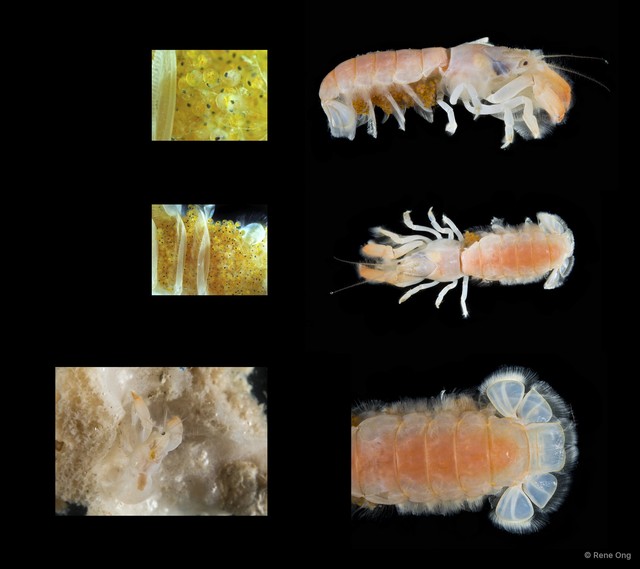 Upogebia darwinii • © Rene Ong • All Rights Reserved